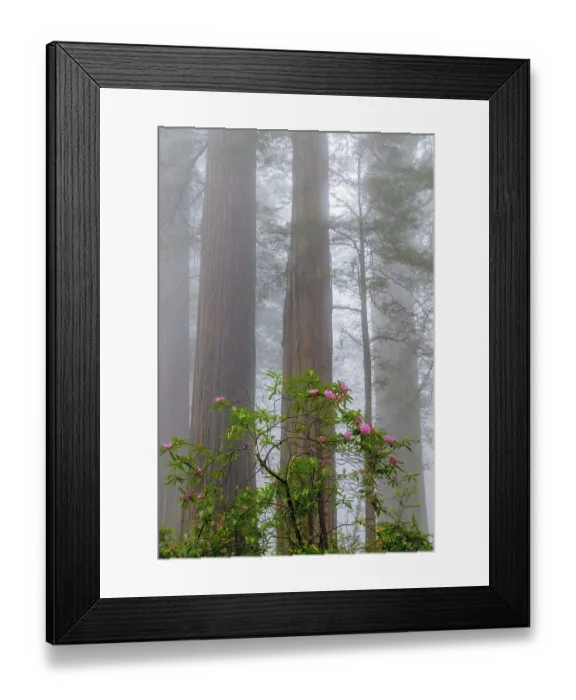 Framed Print : Rhododendron flowers in foggy Del Norte Coast Redwoods State Park, California, USA