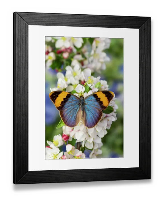 Framed Print : USA, Washington State, Sammamish. Tropical butterfly on flowering crabapple