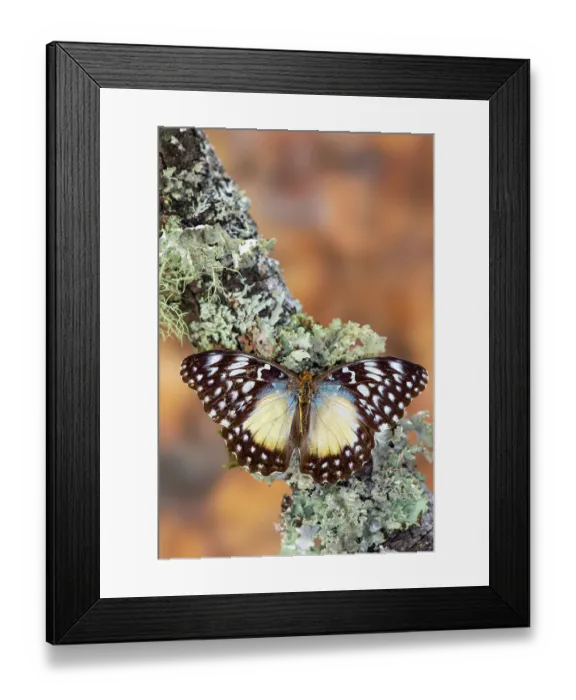 Framed Print : USA, Washington State, Sammamish. Tropical butterfly on lichen covered branch Framed Print : USA, Washington State, Sammamish. Tropical butterfly on lichen covered branch