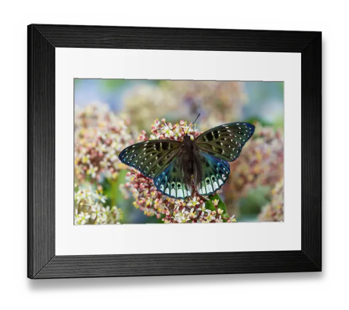 Framed Print : USA, Washington State, Sammamish. Tropical butterfly Framed Print : USA, Washington State, Sammamish. Tropical butterfly