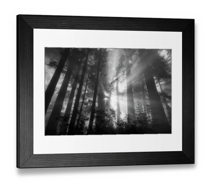 Framed Print : Fog rays in the redwoods at Lady Bird Johnson Grove in redwood National and State Park in Humbolt County, California, USA Framed Print : Fog rays in the redwoods at Lady Bird Johnson Grove in redwood National and State Park in Humbolt County, California, USA