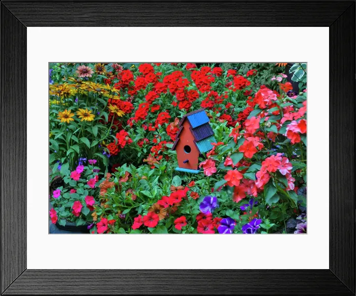 Framed Print : USA, Washington State, Sammamish. Colorful painted birdhouses mixed in with color flowers Framed Print : USA, Washington State, Sammamish. Colorful painted birdhouses mixed in with color flowers