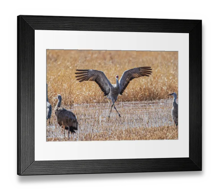 Framed Print : Birds of Bosque de Apache National Wildlife Refuge Framed Print : Birds of Bosque de Apache National Wildlife Refuge