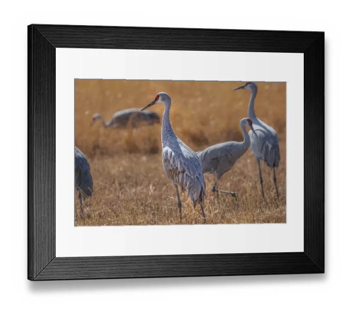 Framed Print : Birds of Bosque de Apache National Wildlife Refuge