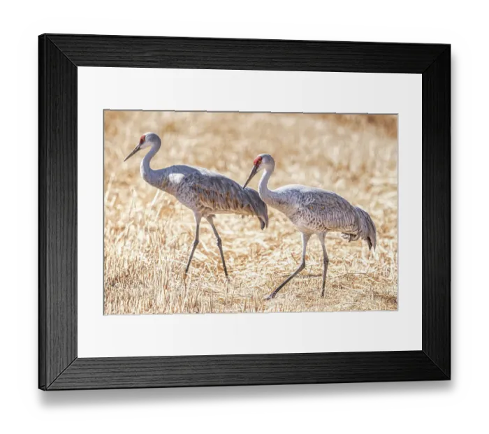 Framed Print : Birds of Bosque de Apache National Wildlife Refuge Framed Print : Birds of Bosque de Apache National Wildlife Refuge
