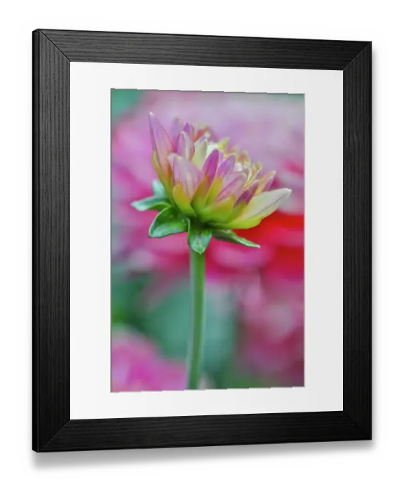 Framed Print : USA, Washington State, Sammamish. Dahlia flower just opening Framed Print : USA, Washington State, Sammamish. Dahlia flower just opening