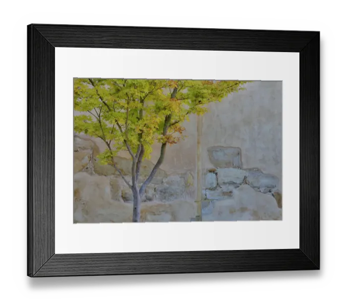 Framed Print : USA, California, Carmel. Inside the grounds at the Carmel Mission Basilica Museum tree in fall color against stucco wall
