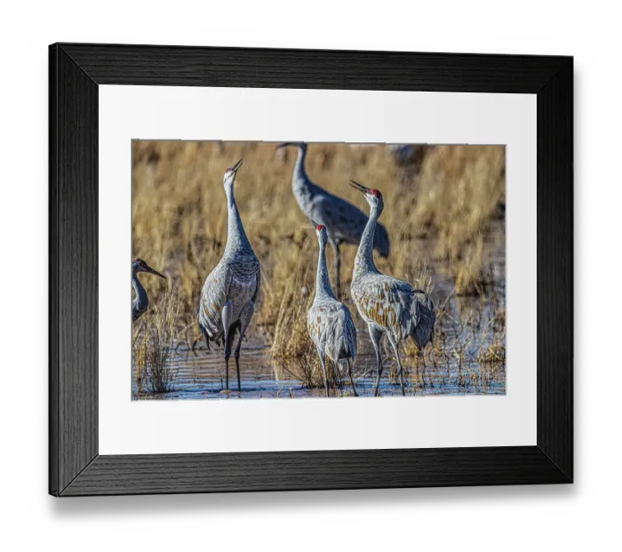 Framed Print : Birds of Bosque de Apache National Wildlife Refuge Framed Print : Birds of Bosque de Apache National Wildlife Refuge