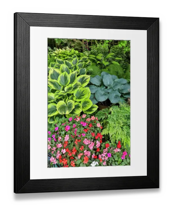 Framed Print : USA, Washington State, Sammamish. Garden in springtime colors with hosta liberty growing in large pots. (PR) Framed Print : USA, Washington State, Sammamish. Garden in springtime colors with hosta liberty growing in large pots. (PR)