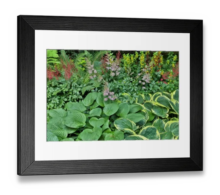 Framed Print : USA, Washington State, Sammamish. Garden with hosta Framed Print : USA, Washington State, Sammamish. Garden with hosta