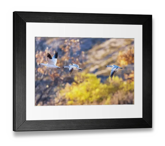 Framed Print : Birds of Bosque de Apache National Wildlife Refuge