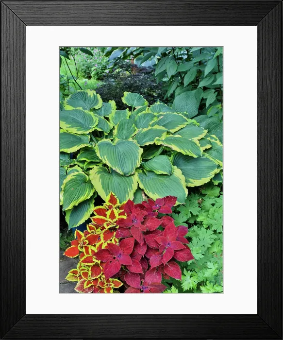 Framed Print : USA, Washington State, Sammamish. Garden with hosta and coleus, red, maroon Framed Print : USA, Washington State, Sammamish. Garden with hosta and coleus, red, maroon