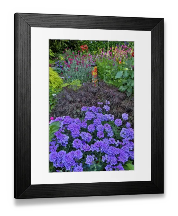 Framed Print : USA, Washington State, Sammamish. Summer perennial flower garden with cone flowers, zinnias. Beebalms, Rebecca. Coleus, Japanese grasses and lawn art Framed Print : USA, Washington State, Sammamish. Summer perennial flower garden with cone flowers, zinnias. Beebalms, Rebecca. Coleus, Japanese grasses and lawn art