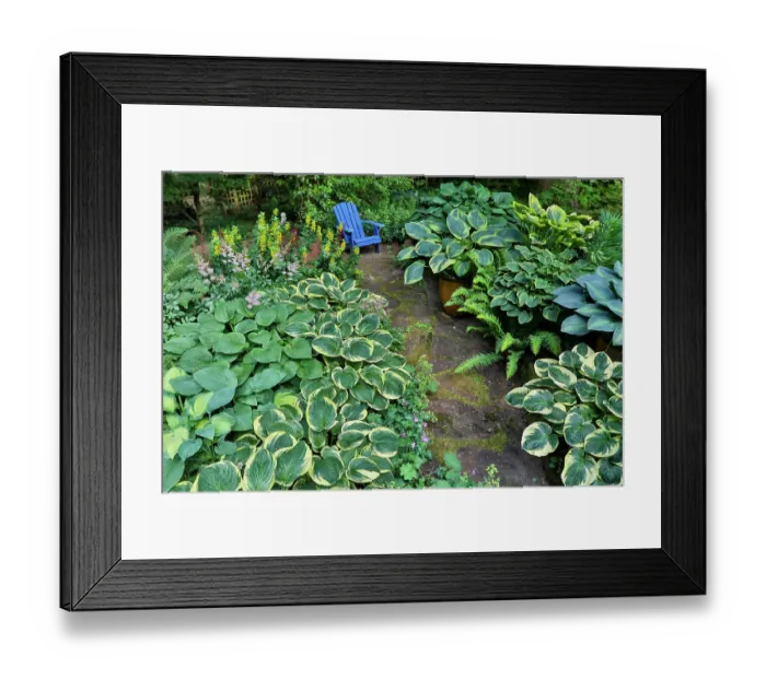 Framed Print : USA, Washington State, Sammamish. Garden with hosta stone path with blue chair Framed Print : USA, Washington State, Sammamish. Garden with hosta stone path with blue chair