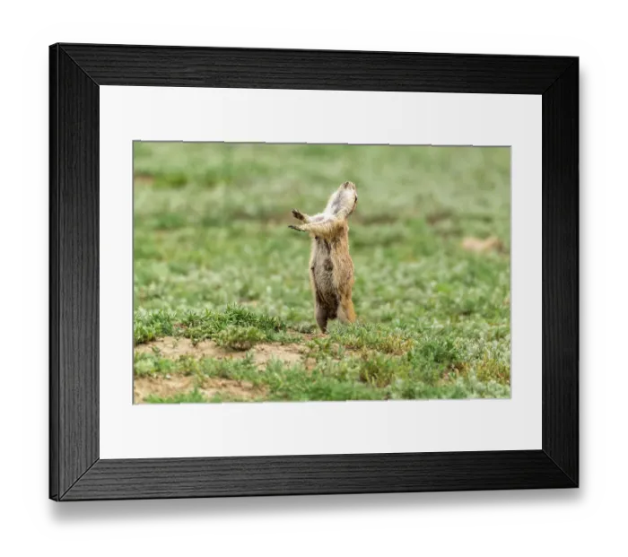 Framed Print : USA, North Dakota, Theodore Roosevelt National Park. Prairie dog barks a warning
