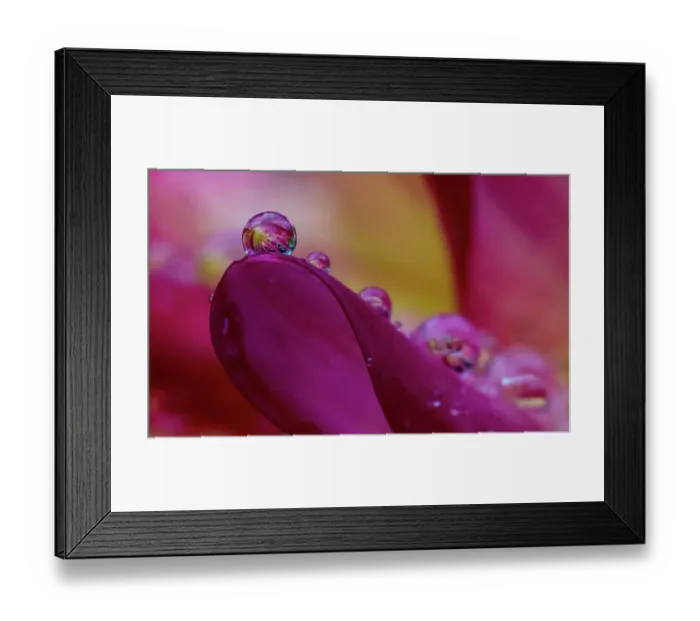Framed Print : USA, Washington State, Sammamish. Dewdrops on dahlia flower and reflections