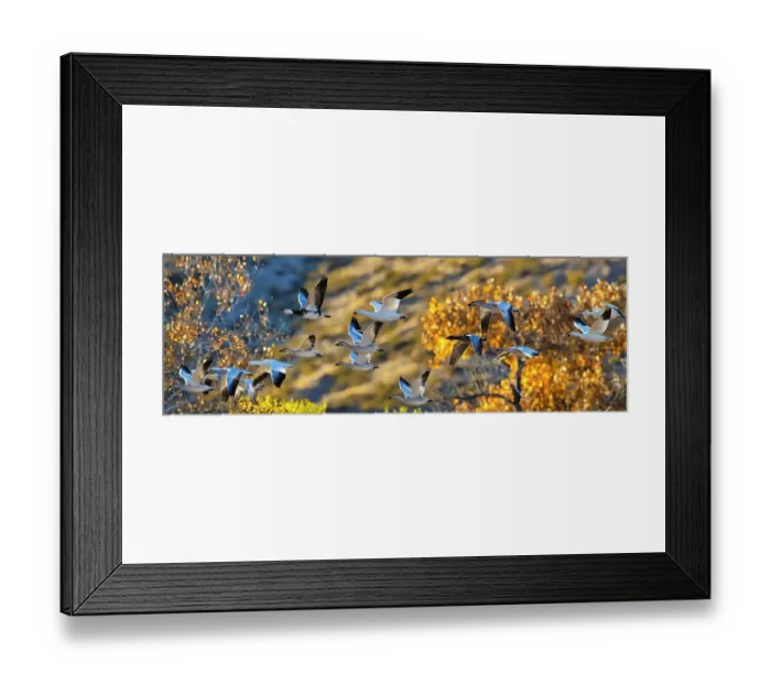 Framed Print : Birds of Bosque de Apache National Wildlife Refuge