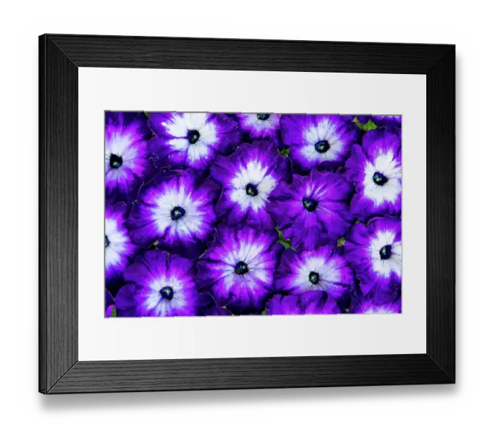 Framed Print : USA, Washington State, Sammamish. Petunia blooms laid out in a pattern Framed Print : USA, Washington State, Sammamish. Petunia blooms laid out in a pattern