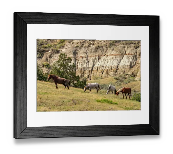 Framed Print : USA, North Dakota, Theodore Roosevelt National Park. Wild horses in canyon Framed Print : USA, North Dakota, Theodore Roosevelt National Park. Wild horses in canyon