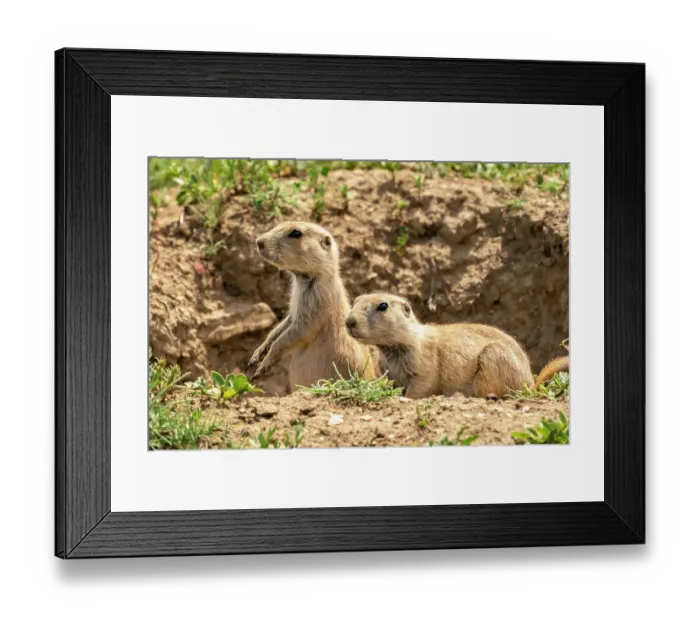 Framed Print : USA, North Dakota, Theodore Roosevelt National Park. Prairie dogs in den Framed Print : USA, North Dakota, Theodore Roosevelt National Park. Prairie dogs in den