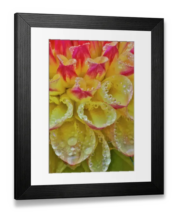 Framed Print : USA, Washington State, Sammamish. Dahlia flower close-up of petals Framed Print : USA, Washington State, Sammamish. Dahlia flower close-up of petals