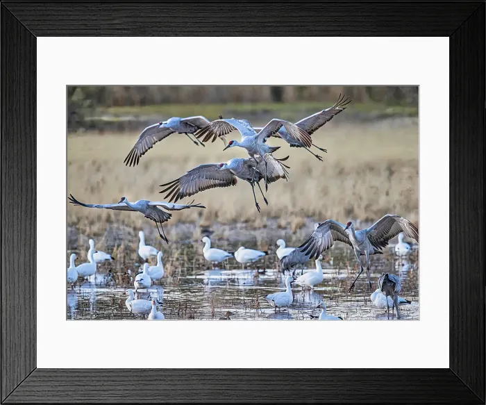 Framed Print : Birds of Bosque de Apache National Wildlife Refuge