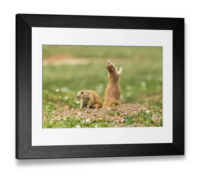 Framed Print : USA, North Dakota, Theodore Roosevelt National Park. Prairie dog barks a warning Framed Print : USA, North Dakota, Theodore Roosevelt National Park. Prairie dog barks a warning