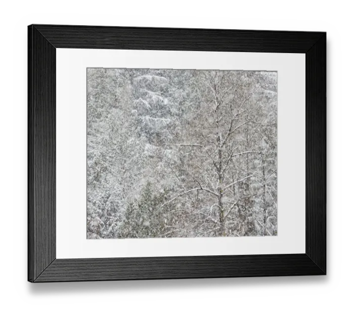 Framed Print : USA, Washington State. Snow falling on hardwoods and evergreen trees Framed Print : USA, Washington State. Snow falling on hardwoods and evergreen trees