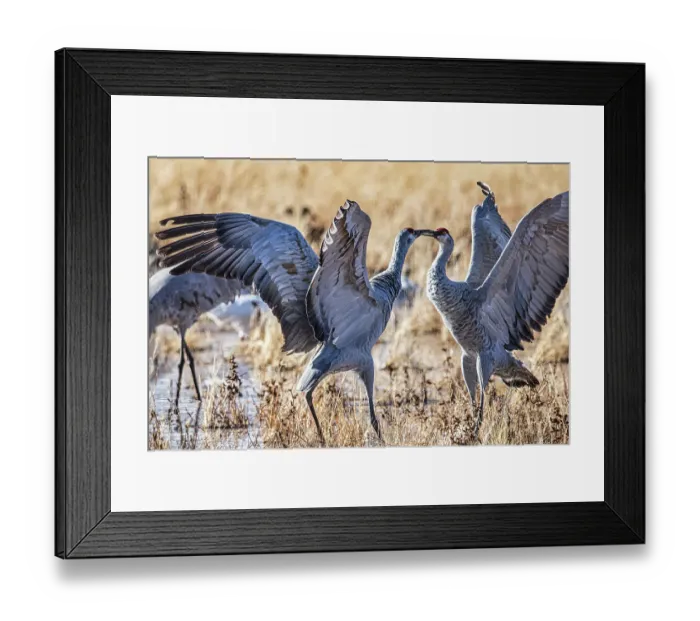 Framed Print : Birds of Bosque de Apache National Wildlife Refuge
