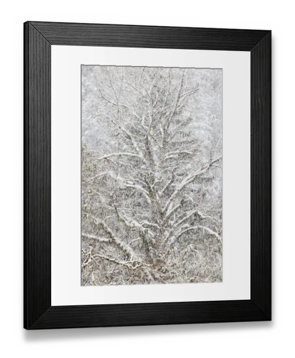 Framed Print : USA, Washington State. Snow falling on hardwoods and evergreen trees Framed Print : USA, Washington State. Snow falling on hardwoods and evergreen trees