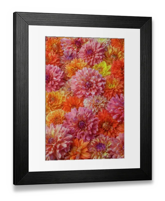 Framed Print : USA, Washington State, Sammamish. Dahlia grouping flower pattern and design Framed Print : USA, Washington State, Sammamish. Dahlia grouping flower pattern and design