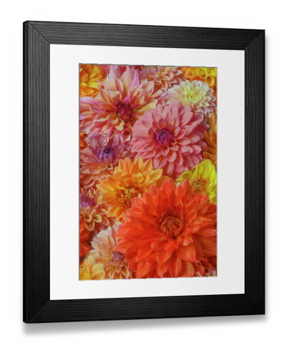 Framed Print : USA, Washington State, Sammamish. Dahlia grouping flower pattern and design