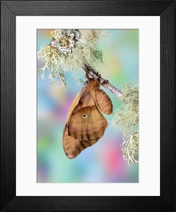 Framed Print : USA, Washington State, Sammamish. Antheraea polyphemus silk moth of north America