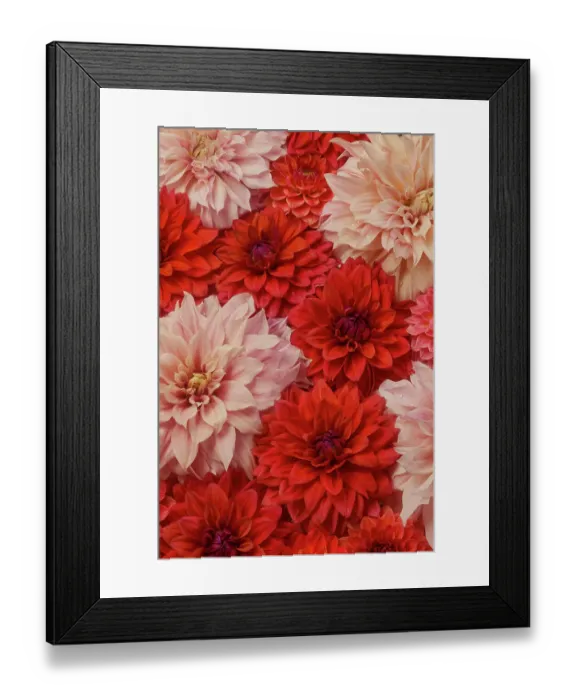 Framed Print : USA, Washington State, Sammamish. Dahlia grouping flower pattern and design