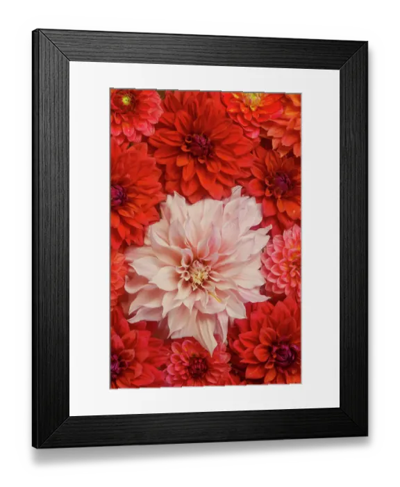 Framed Print : USA, Washington State, Sammamish. Dahlia grouping flower pattern and design Framed Print : USA, Washington State, Sammamish. Dahlia grouping flower pattern and design