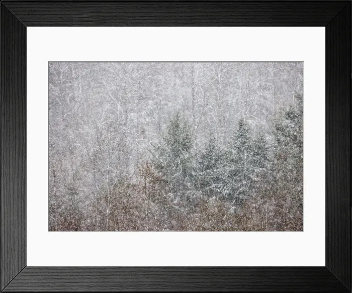 Framed Print : USA, Washington State. Snow falling on hardwoods and evergreen trees