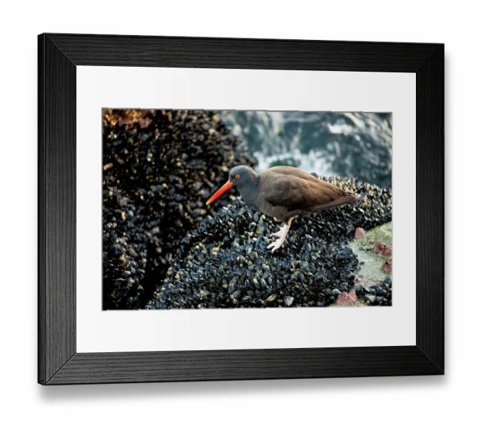 Framed Print : USA, California, Monterey. Black oystercatcher feeding on muscles just off of the Coast Guard Pier in Monterey Bay