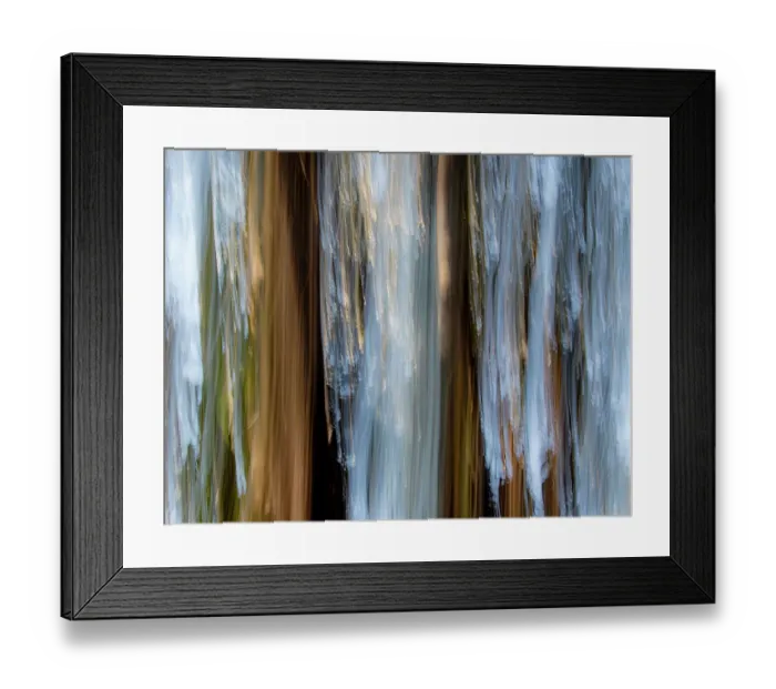 Framed Print : USA, California, Pacific Grove. Tree trunks of eucalyptus trees movement and interplay of light Framed Print : USA, California, Pacific Grove. Tree trunks of eucalyptus trees movement and interplay of light