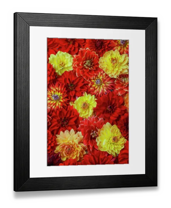 Framed Print : USA, Washington State, Sammamish. Dahlia grouping flower pattern and design Framed Print : USA, Washington State, Sammamish. Dahlia grouping flower pattern and design