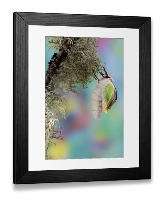 Framed Print : USA, Washington State, Sammamish. Luna silk moth just hatching out and expanding its wings Framed Print : USA, Washington State, Sammamish. Luna silk moth just hatching out and expanding its wings