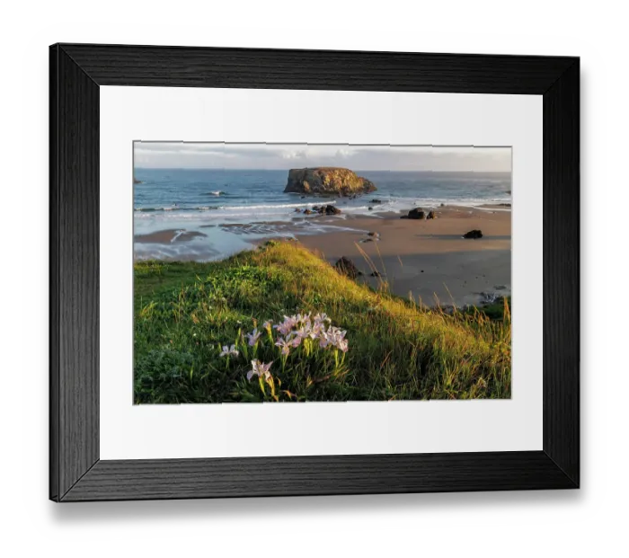 Framed Print : Wild iris with Table Rock at Bandon, Oregon, USA