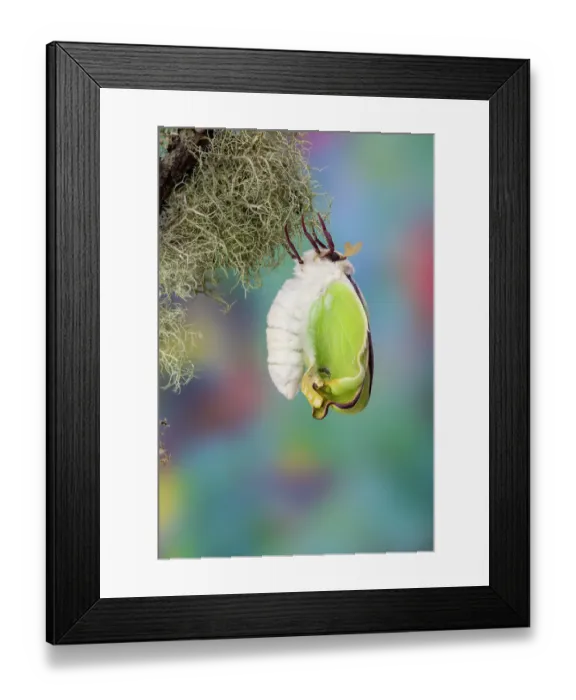 Framed Print : USA, Washington State, Sammamish. Luna silk moth just hatching out and expanding its wings Framed Print : USA, Washington State, Sammamish. Luna silk moth just hatching out and expanding its wings