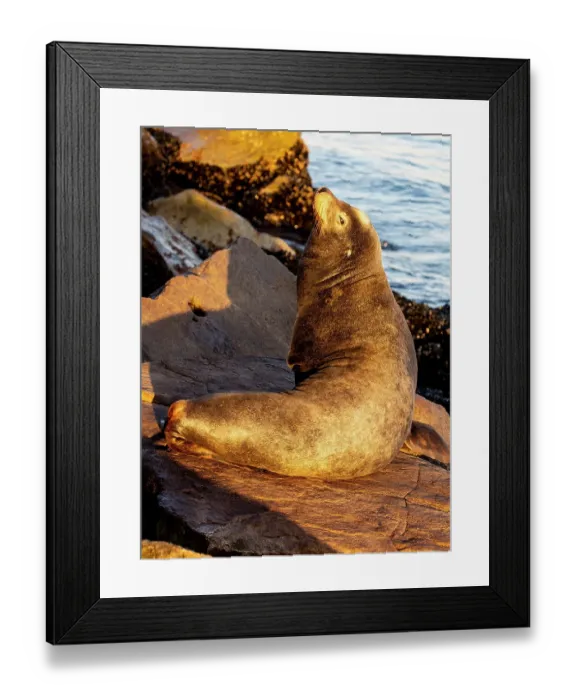 Framed Print : USA, California, Monterey. First light on sea lion just off of the Coast Guard Pier in Monterey Bay Framed Print : USA, California, Monterey. First light on sea lion just off of the Coast Guard Pier in Monterey Bay