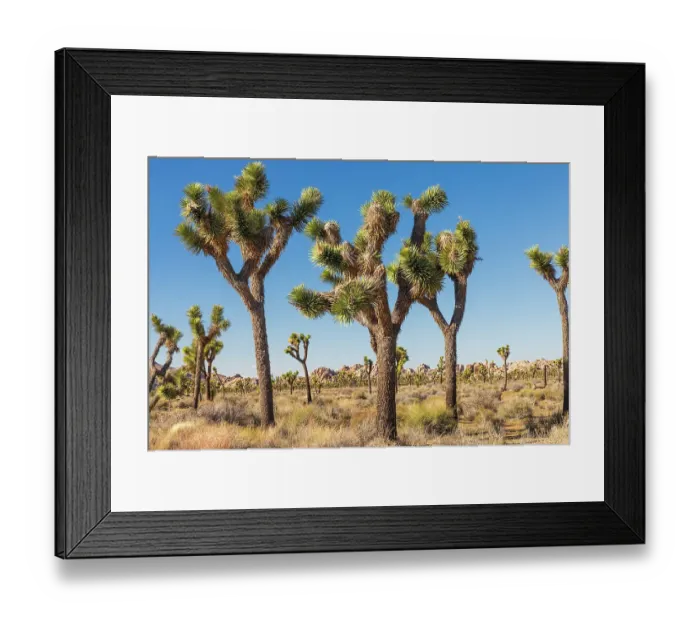 Framed Print : California, USA. Joshua Trees in Joshua Tree National Park Framed Print : California, USA. Joshua Trees in Joshua Tree National Park
