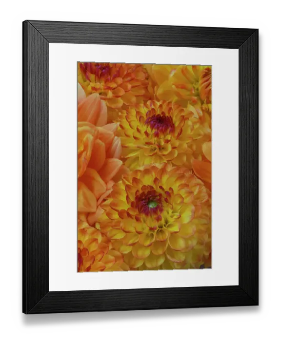 Framed Print : USA, Washington State, Sammamish. Dahlia grouping flower pattern and design Framed Print : USA, Washington State, Sammamish. Dahlia grouping flower pattern and design
