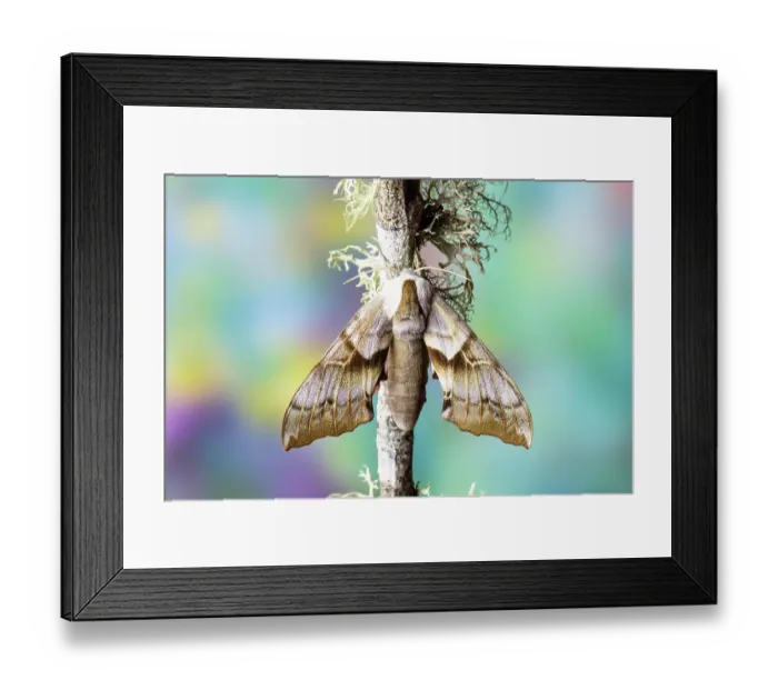 Framed Print : USA, Washington State, Sammamish. Sphinx moth resting on moss covered branch