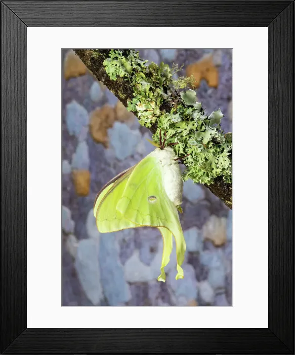 Framed Print : USA, Washington State, Sammamish. Luna silk moth lime green with long tail on hind wings