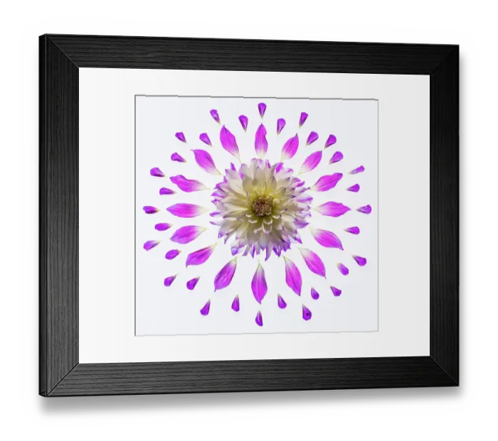 Framed Print : USA, Washington State, Sammamish. Dahlia and petals in circular design on a light table Framed Print : USA, Washington State, Sammamish. Dahlia and petals in circular design on a light table