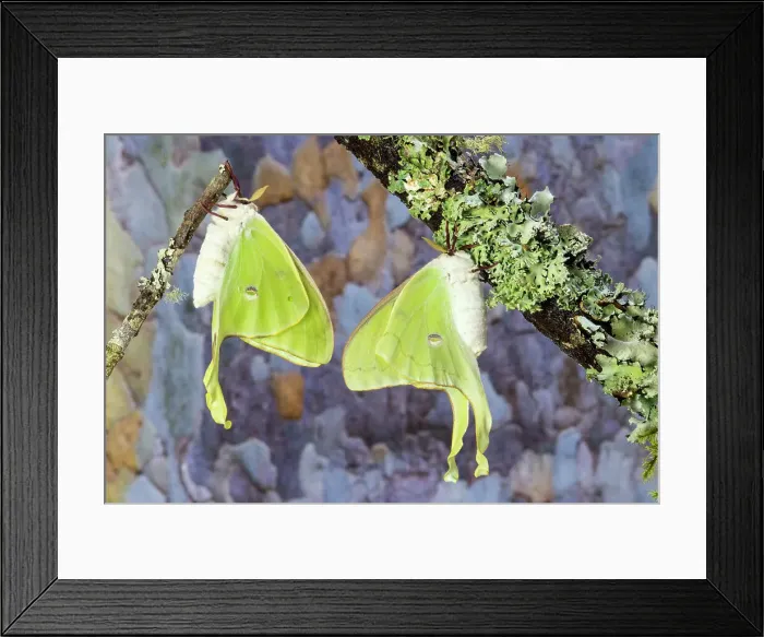 Framed Print : USA, Washington State, Sammamish. Luna silk moth lime green with long tail on hind wings Framed Print : USA, Washington State, Sammamish. Luna silk moth lime green with long tail on hind wings