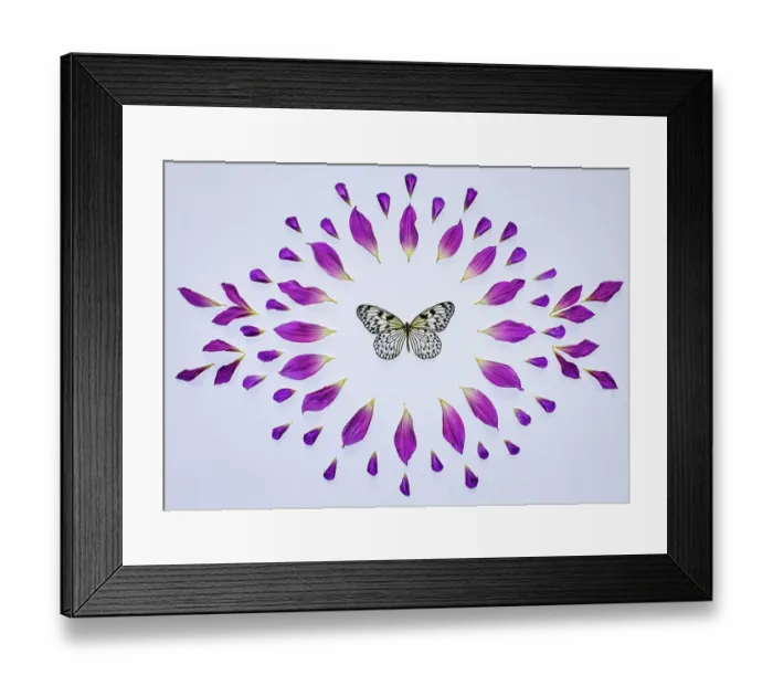 Framed Print : USA, Washington State, Sammamish. Dahlia and petals in circular design on a light table along with paper kite butterfly Framed Print : USA, Washington State, Sammamish. Dahlia and petals in circular design on a light table along with paper kite butterfly